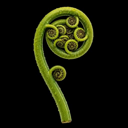 An unfolding Koru fern